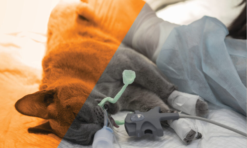 кошка с анестезией перед операцией
