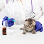 вакцинация котенка