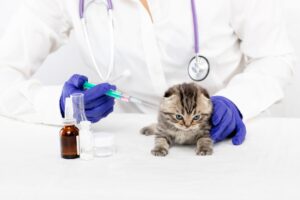 вакцинация котенка