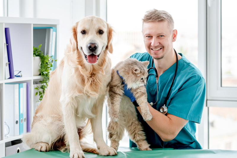 Собака и кошка у ветеринара