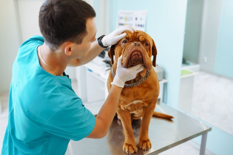 офтальмолог осматривает глаза собаки
